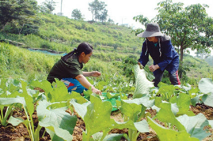 ทางออกเกษตรกรไทย เอาตัวรอดในกระแส AEC